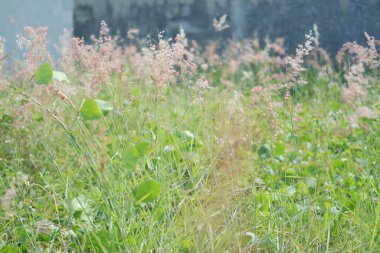 Unutulmuş Bir Tarlada Doğanın Fısıltıları