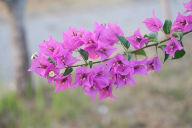 Bahçede doğal bir geçmişi olan Bougainvillea çiçekleri.