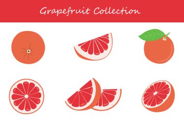 Farklı pozlarda greyfurt koleksiyonu. Vektör illüstrasyonu.