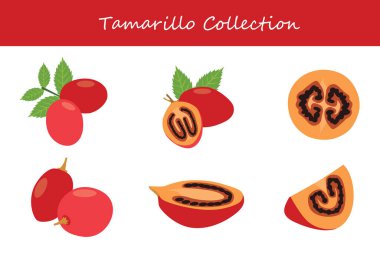 Tamarillo koleksiyonu farklı pozlarda. Vektör illüstrasyonu.