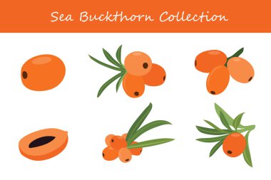 sea buckthorn collection in different poses. Vector illustration. clipart