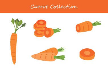 Farklı pozlarda havuç koleksiyonu. Vektör illüstrasyonu.