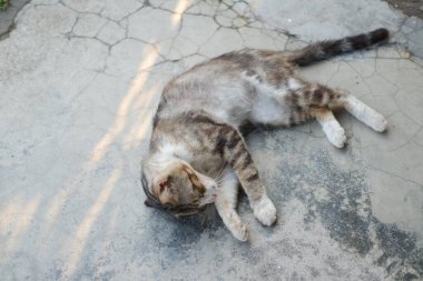 Kedi bahçede çimentoda yatıyor, seçici bir odak noktası var.
