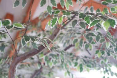 Restoranda yeşil bir incir ağacını kapat.