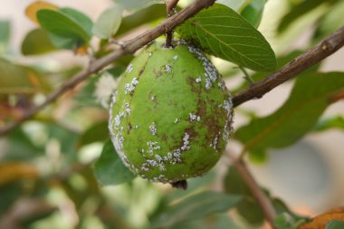 Bahçedeki ağaçta yeşil yapraklı Guava meyvesi