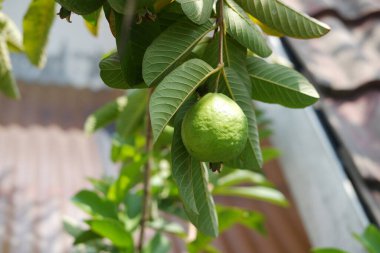 Bahçedeki ağaçta yeşil yapraklı Guava meyvesi