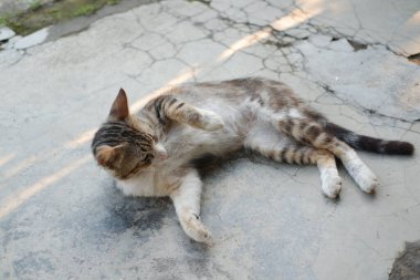 Kedi bahçede çimentoda yatıyor, seçici bir odak noktası var.