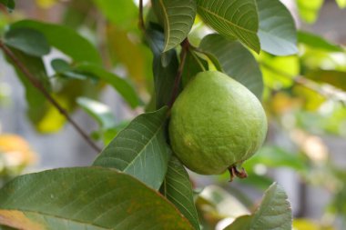 Bahçedeki ağaçta yeşil yapraklı Guava meyvesi