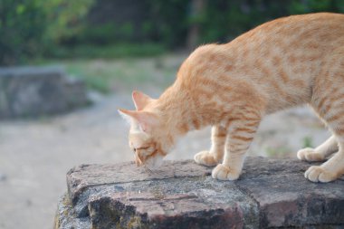 Bahçedeki çimentodaki kedi, seçici odaklanma
