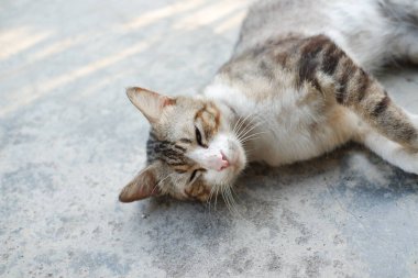 Kedi bahçede çimentoda yatıyor, seçici bir odak noktası var.