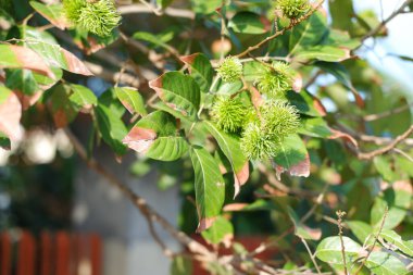 Green Rambutan Growing on the Tree clipart