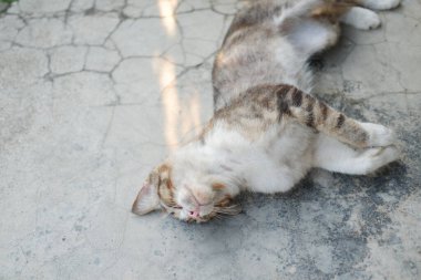 kedi çimentoda yatıyor, seçici odaklanma