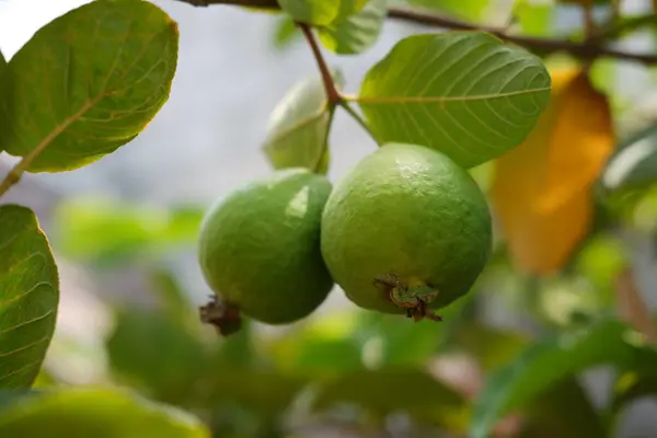 Bahçedeki ağaçta yeşil yapraklı Guava meyvesi