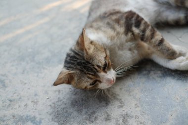 Sıcak ve güneşli bir günün tadını çıkaran Uykucu Kedi