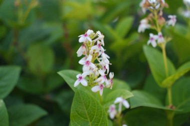 Doğa güzelliğinde açan narin kır çiçekleri.