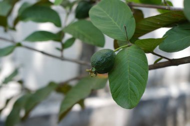 Doğal Işıkta Genç Guava Meyvesi