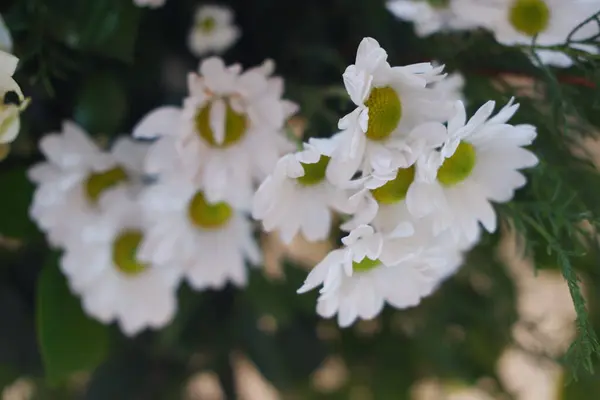Vahşi doğada Bir Güzellik Kümesi