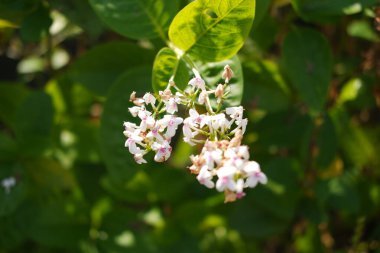 Güneş ışığı çiçekleri ve yaprakları aydınlatır.