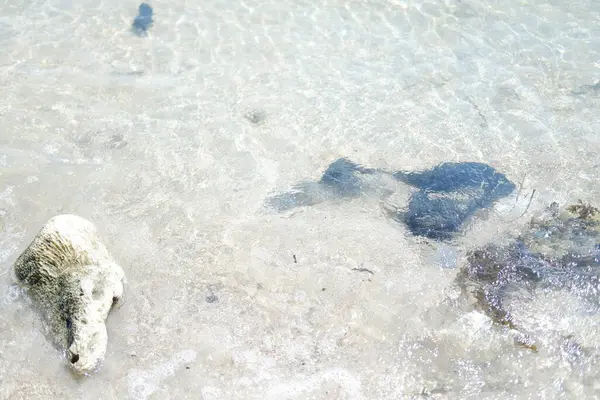 Doğal elementleri gösteren bir mercan parçası ve biraz koyu deniz yosunu.