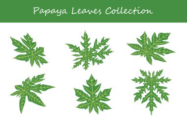 Papaya koleksiyonu farklı bir tarzda bırakır. Vektör illüstrasyonu.