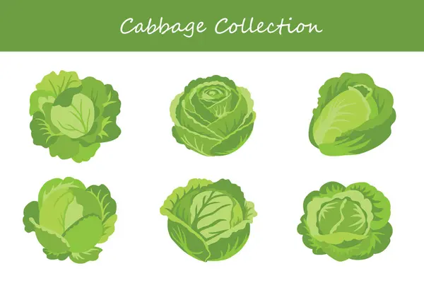 Lahana koleksiyonu farklı şekillerde. Vektör illüstrasyonu.