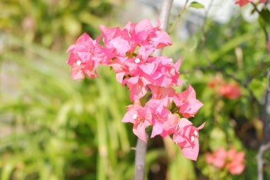 Bir demet pembe bougainvillea çiçeği açmıştır.