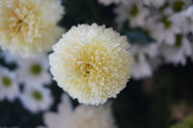 Yumuşak Sarı Beyaz Kasımpatı Çiçeği