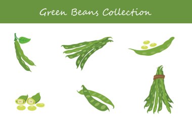 Farklı şekillerde yeşil fasulye koleksiyonu. Vektör illüstrasyonu.