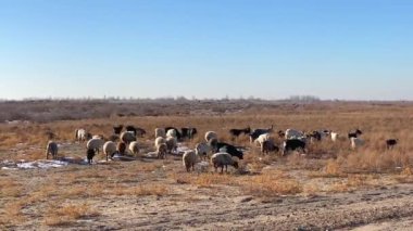 A small herd of sheep grazing in a meadow. Black and white and sheep nibble burnt grass on a sunny summer day.