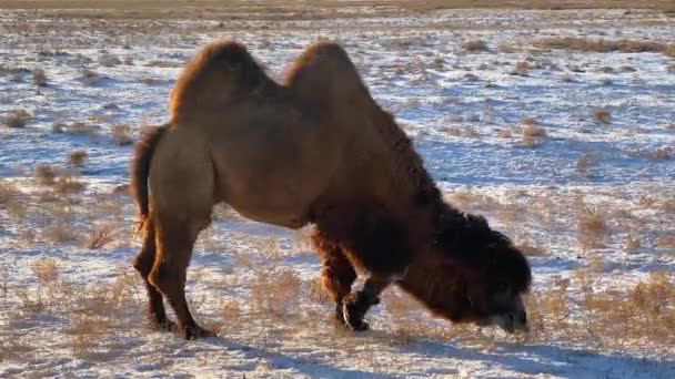 雪に覆われた牧草地で美しいShaggy 2つのハンプラクダの放牧 野生のラクダが雪のカザフスタンを歩く — ストック動画