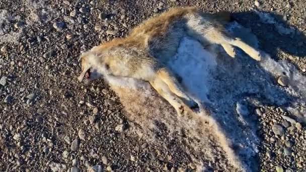 Dead Frozen Red Fox Road Downed Animal Road Traffic Accident — Vídeo de stock