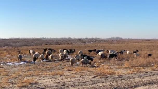 Small Herd Sheep Grazing Meadow Black White Sheep Nibble Burnt — Vídeos de Stock