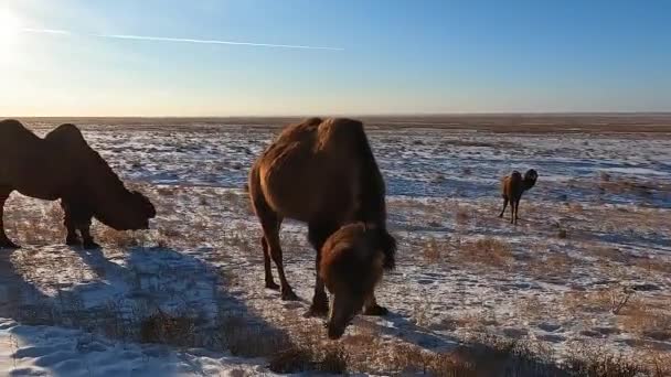 Cute Amazing Shaggy Two Humped Camel Grazing Snowy Meadow Wild — Stock Video