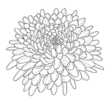 Beautiful blooming chrysanthemum flower. Contour drawing of a lush chrysanthemum bud. Elements for the design of postcards, invitations, etc. Vector illustration on a white background.