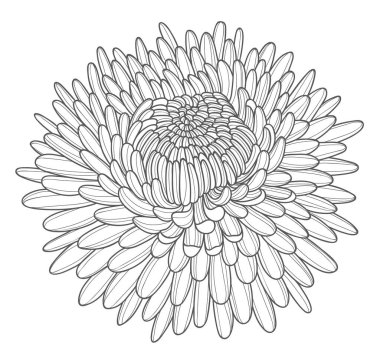 Beautiful blooming chrysanthemum flower. Elements for the design of postcards, invitations, etc. Contour drawing of a lush chrysanthemum bud. Vector illustration on a white background.