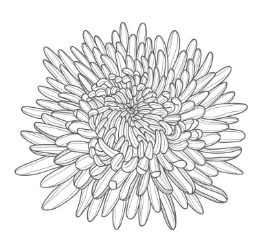 Contour drawing of a lush chrysanthemum bud for the design of postcards, invitations, etc. Beautiful blooming chrysanthemum flower. Vector illustration on a white background.