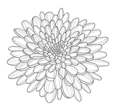 Contour drawing of a lush chrysanthemum bud. Elements for the design of postcards, invitations, etc. Vector illustration on a white background. Beautiful blooming chrysanthemum flower.