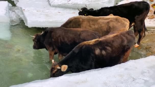 Several Cows Came Drink Cattle Drink Water Icy River Winter — Stockvideo