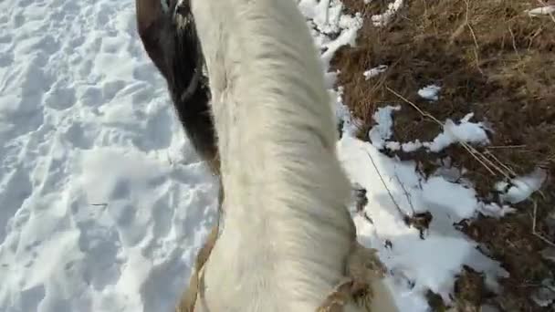 Passeggiata Cavallo Campo Bianco Come Neve Tra Abeti Verdi Vista — Video Stock