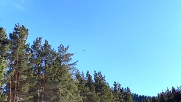 Parapente Survole Une Forêt Conifères Verdoyante Pas Chance Parapente Sur — Video