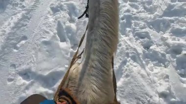 Riding a horse, close-up, first-person view of the mane and reins. Horse riding in winter. The rider strokes the white horse with his hand.