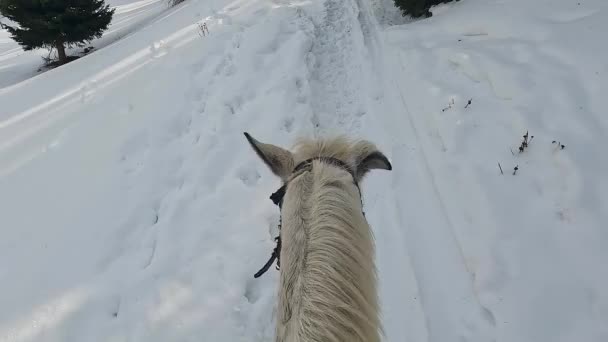 Equitazione Inverno Passato Alberi Abete Verde Vista Dalla Prima Persona — Video Stock