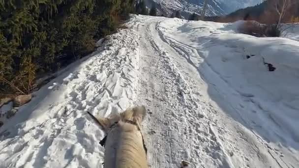 Beyaz Bir Atın Kafası Kulakları Görünüyor Yakın Plan Kışın Ormanda — Stok video