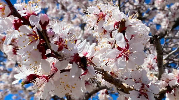 Flowering Branch Beautiful White Pink Almond Flowers Blue Sky Beautiful — Stock Photo, Image