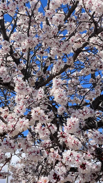 Цветущее Дерево Красивыми Белыми Розовыми Миндальными Цветами Фоне Голубого Неба — стоковое фото