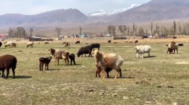 Küçük kuzu annesinin sütünü emiyor. Kuzuları olan renkli bir koyun sürüsü dağlardaki bir çayırda otluyor. Yeşil bir tarlada birkaç siyah, kahverengi ve beyaz koyun. Yaz köyü manzarası.