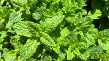 Su damlacıkları ile taze nane yaprakları. Yakın plan. Bahçede nane şekeri. Güzel doğal nane yeşili arka plan. Yeşil yararlı bir bitki..