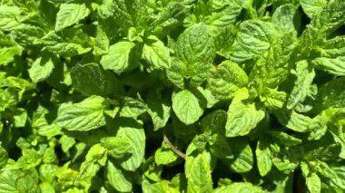 Bahçedeki nane yaprağına yakın çekim. Su damlacıkları ile taze nane yaprakları. Güzel doğal nane yeşili arka plan. Yeşil yararlı bir bitki..