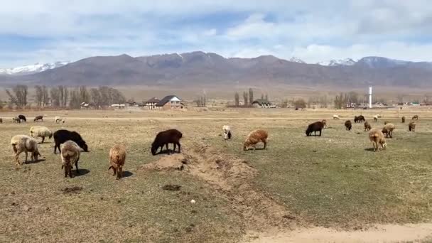 山の牧草地でいくつかの黒 茶色と白の羊の放牧 カラフルな羊の群れ 夏の村の風景 青空と白い雲 — ストック動画
