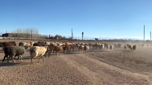 Eine Große Herde Bunter Schafe Läuft Über Ein Sandiges Feld — Stockvideo